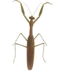 Real & Natural Adult Male Sphodromantis Viridis Praying Mantis – Buy Online at AbmarketX
