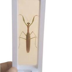 Real & Natural Adult Male Sphodromantis Viridis Praying Mantis – Buy Online at AbmarketX
