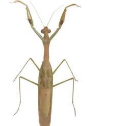 Real & Natural Adult Male Sphodromantis Viridis Praying Mantis – Buy Online at AbmarketX