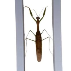 Real & Natural Adult Male Sphodromantis Viridis Praying Mantis – Buy Online at AbmarketX