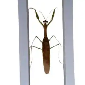 Real & Natural Adult Male Sphodromantis Viridis Praying Mantis – Buy Online at AbmarketX
