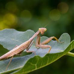 Real & Natural Adult Male Sphodromantis Viridis Praying Mantis – Buy Online at AbmarketX