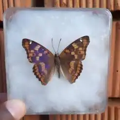 Real & Rare Natural Multi-colored Butterfly Specimen for Home Decoration – Buy Online at AbmarketX