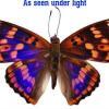 Real & Rare Natural Multi-colored Butterfly Specimen for Home Decoration – Buy Online at AbmarketX