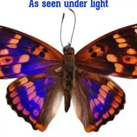 Real & Rare Natural Multi-colored Butterfly Specimen for Home Decoration – Buy Online at AbmarketX